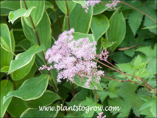Siberian Meadowsweet (Filipendula palmata) 
pink floral panicles